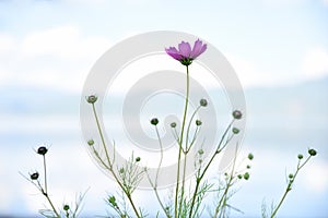 a blooming cosmos flower