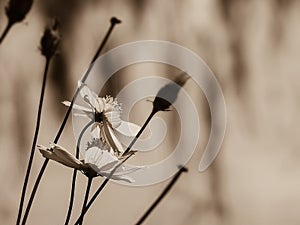 Blooming Cosmos flowers on blurred background