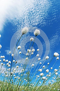 Blooming cotton grass