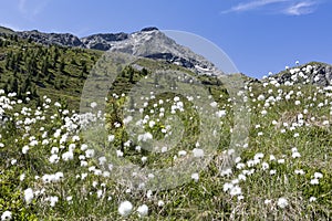 Blooming cotton grass in the mountains of Italyy