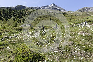 Blooming cotton grass in the mountains of Italyy