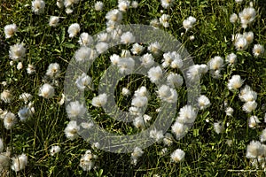 Blooming cotton grass in Tromsdalen in Troms county, Norway