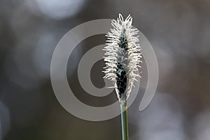Blooming cottongrass, Eriophorum vaginatum. One plant, backlit with bokeh forest background. Springtime in Norway, april