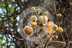 Blooming Couroupita guianensis or cannonball tree