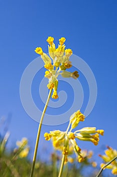 Blooming Cowslip flowers at a blue sky