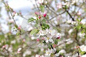 Blooming Crab Apple Tree with closed and opened Blooms