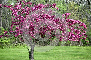 Blooming Crab Apple Tree with Purple Flowers