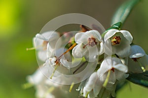 Blooming cranberry flowers close-up in natural conditions, against the background of nature a