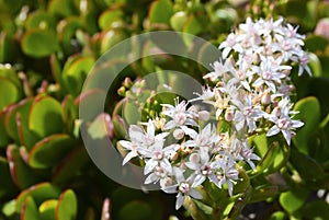 Blooming Crassula ovata succulent Jade plant, Friendship tree,Lucky plant or Money tree.