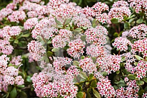 Blooming Crassula ovate commonly known as jade plant