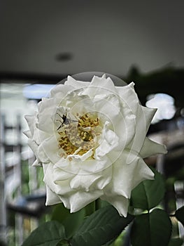 Blooming Creed Rose with Bee inside yellow pollen,white petals,fragrance plant