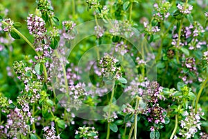 Blooming Creeping Thyme