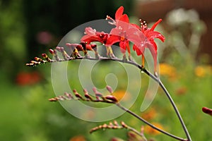 Blooming Crocosmia Lucifer