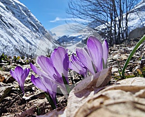 blooming crocus in alps