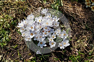 Blooming Crocus chrysanthus of the 'Prins Claus' variety (Snow Crocus) in the garden, top view