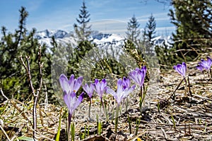 Kvitnúce kvety krokusov, Nízke Tatry, Slovensko