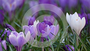 blooming crocus flowers in the park. Spring landscape. Beauty in nature