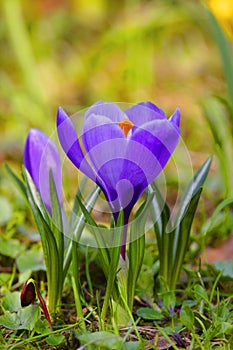 Blooming Crocus flowers in spring season in city park in Warsaw, Poland