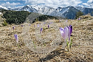 Blooming crocus flowers, Western Tatras mountains, Slovakia