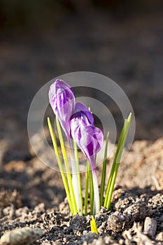 Blooming crocus or saffron flower at spring