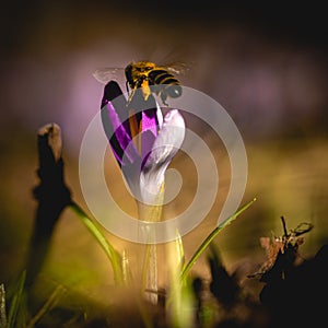 Blooming Crocus in Spring with wasp