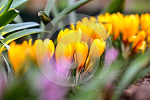 Blooming crocus yellow. Macro flowers
