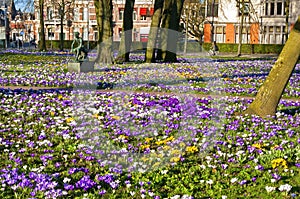 Blooming crocuses on the Emmaplein in Groningen