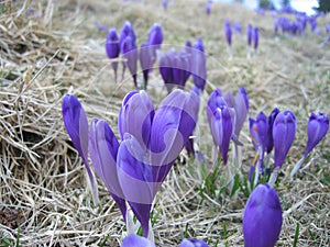 Blooming Crocuses in the highlands of the Carpathians.