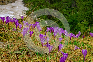 Blooming crocuses on a meadow in spring season