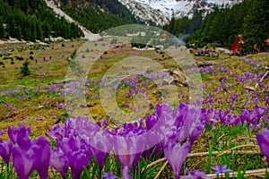 Blooming crocuses on a meadow in spring season