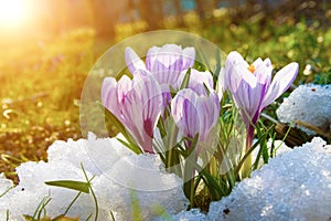 Blooming crocuses on a sunny day