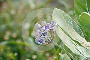 Blooming Crown Flower, Giant Milkweed, Calotropis gigantea, Giant Calotrope Flower