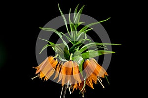 Blooming Crown imperial flowers on a black background