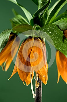 Blooming Crown imperial flowers on a green background