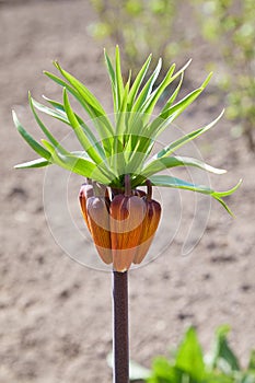 Blooming crown imperial fritillaria or Kaiser`s crown