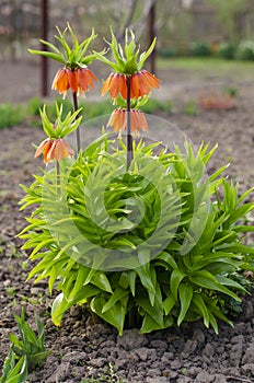 Blooming crown imperial in spring garden. Crown imperial fritillary Fritillaria imperialis flowers. Orange crown imperial flowers