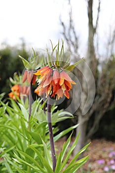Blooming crown imperial in spring garden. Fritillaria imperialis.