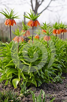 Blooming crown imperial in spring garden. Crown imperial fritillary Fritillaria imperialis flowers. Orange crown imperial flowers