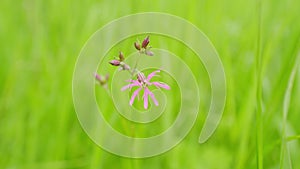 Blooming cuckoo flower. Ragged robin flowers or silene. Ragged robin, lychnis flos-cuculi. Static.