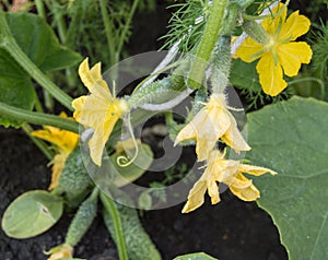 Blooming cucumber close-up with selective focus, yellow cucumber flower and small cucumbers among green leaves