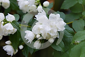 Blooming cultivar hybrid mock-orange Philadelphus  virginalis `Snowbelle`