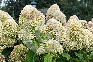 Blooming cultivar panicled hydrangea Hydrangea paniculata in the summer evening garden