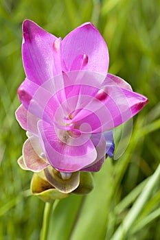 Blooming curcuma