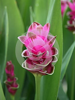 Blooming curcuma