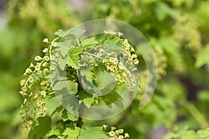 Blooming currant. Bright green young foliage
