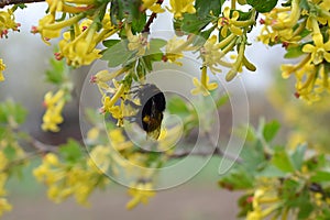 Blooming currant and bumblebee on flowers