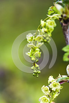 Blooming current plant in garden spring time.