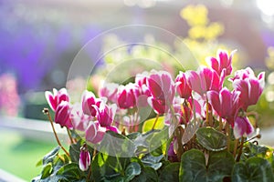 Blooming Cyclamen flowers in the garden with blurred background