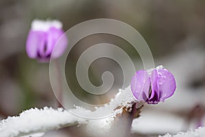 Blooming Cyclamen kuznetzovii under the snow