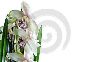 Blooming Cymbidium orchid isolated on white background. Hybrid exotic Asian garden flower, tropical orchid in full bloom.